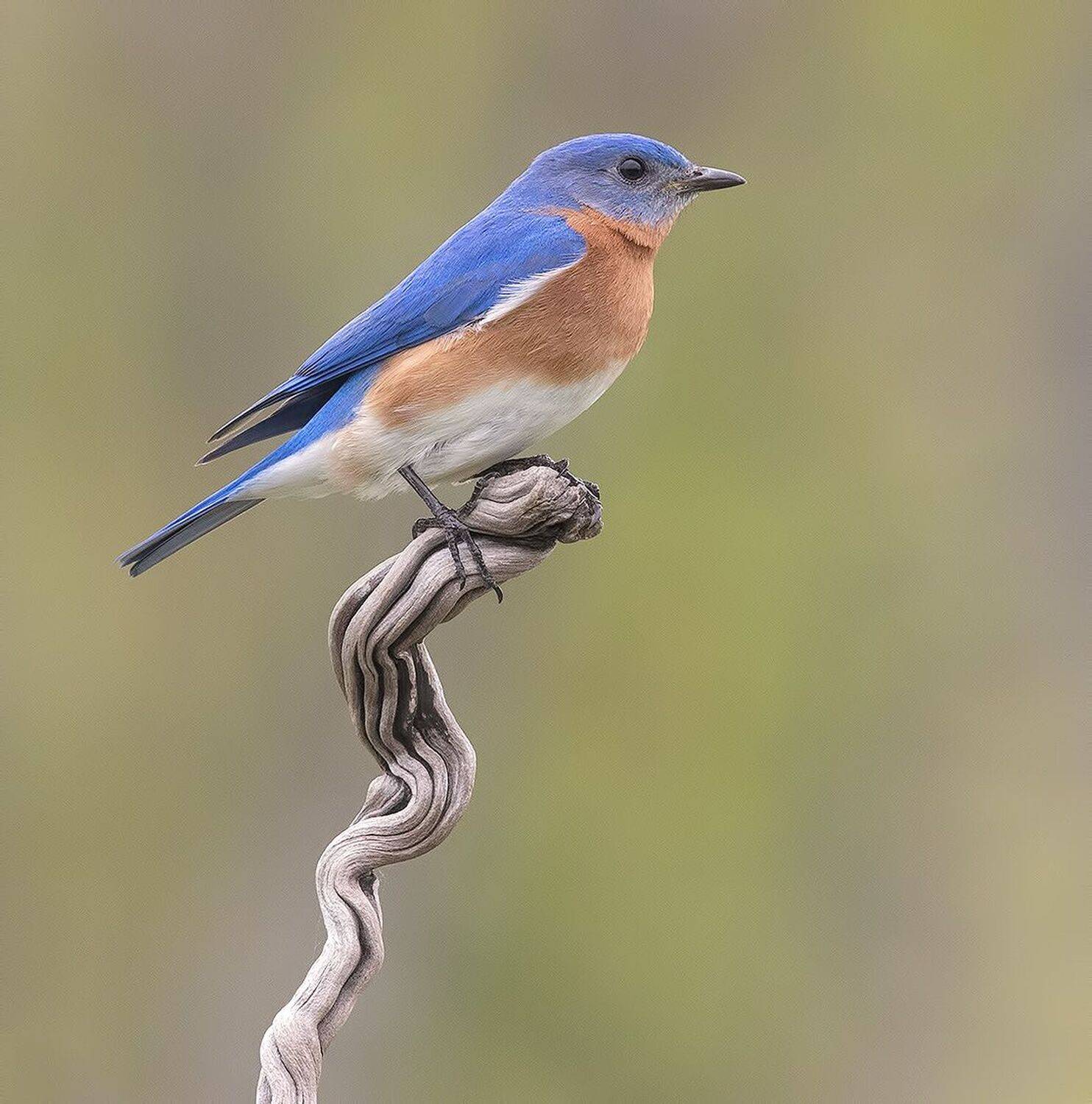 восточная сиалия, eastern bluebird,bluebird, Etkind Elizabeth