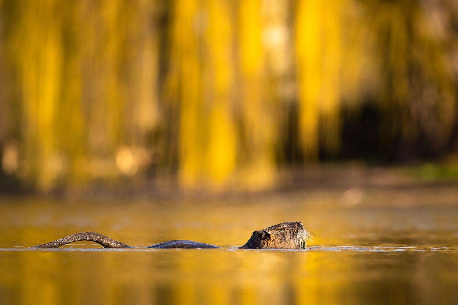 , Robert Adamec