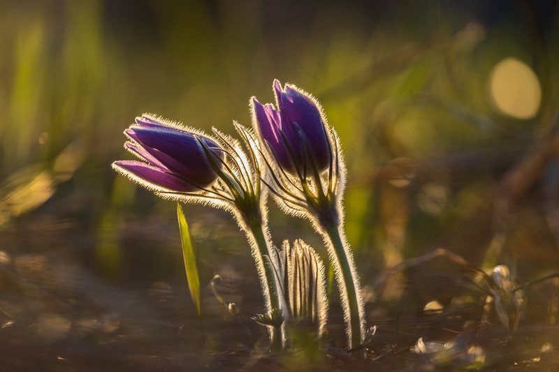 прострел раскрытый, сон-трава, первоцветы, цветы, flowers, primulas, pulsatilla patens Сон-трава фото превью
