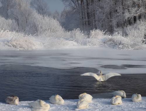 Лебединое озеро