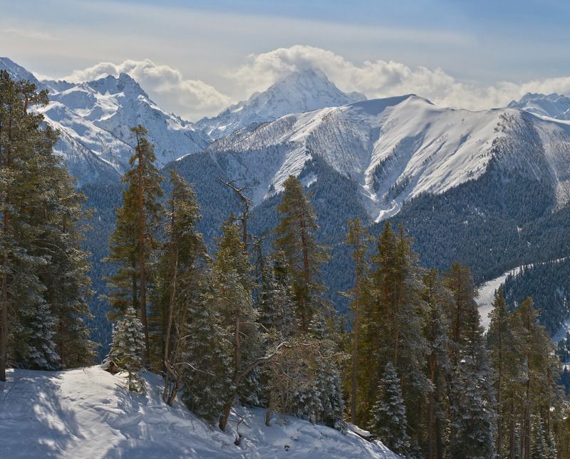 кавкакз, архыз, сосны и горы Сосны и Кавказ фото превью