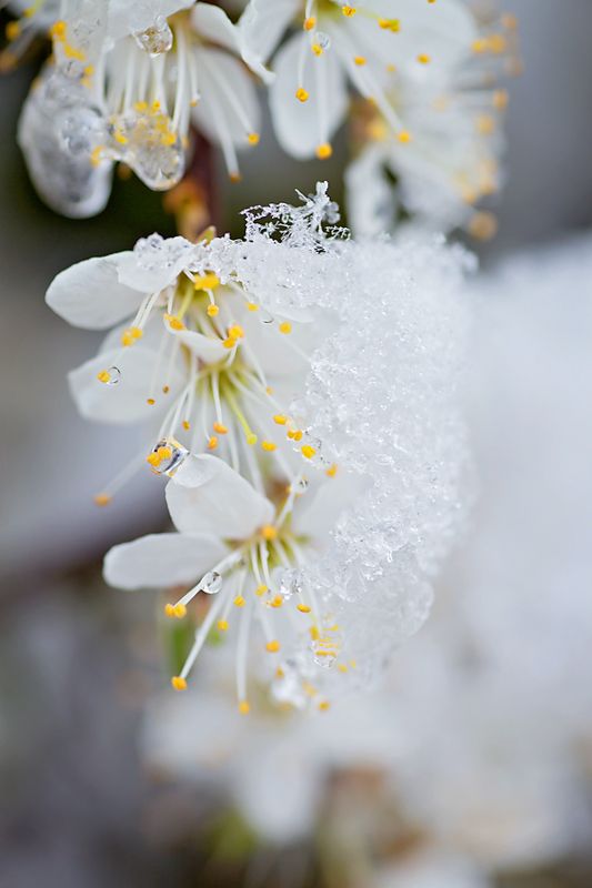 Зима вернулась! фото превью