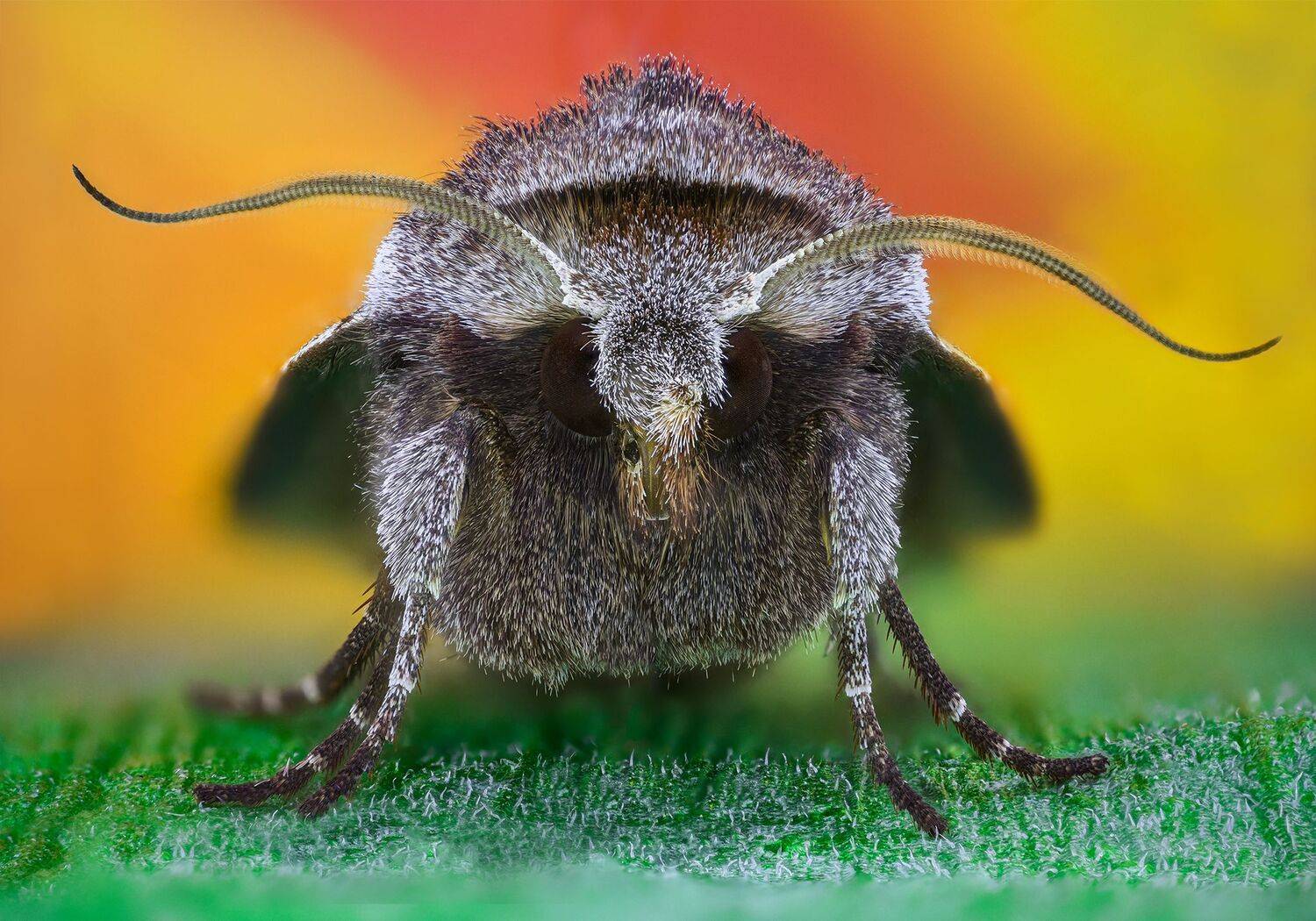 ceclii, macro, Tsvetan Ganev