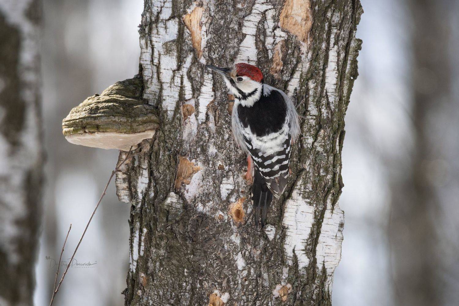 природа, лес, поля, огороды, животные, птицы, макро, Посевич Дмитрий
