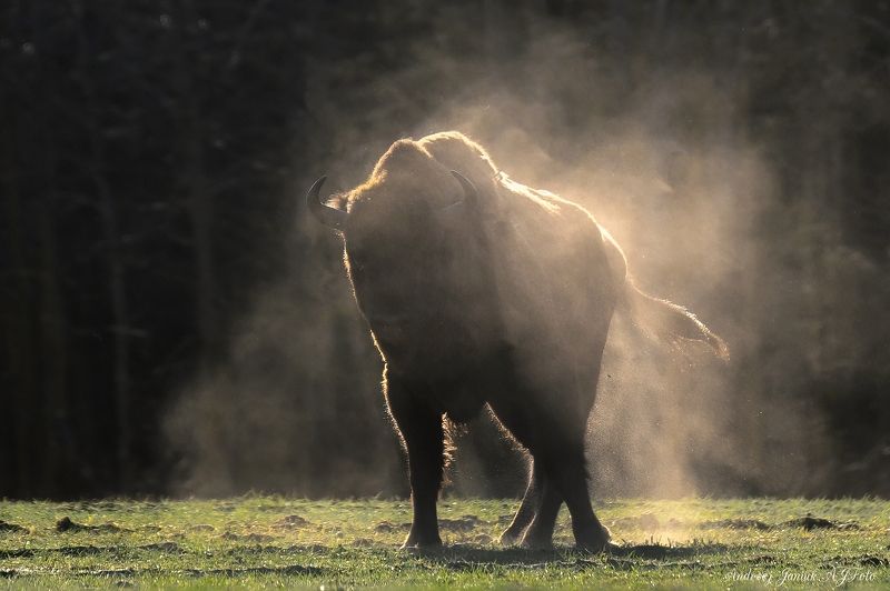 żubr фото превью