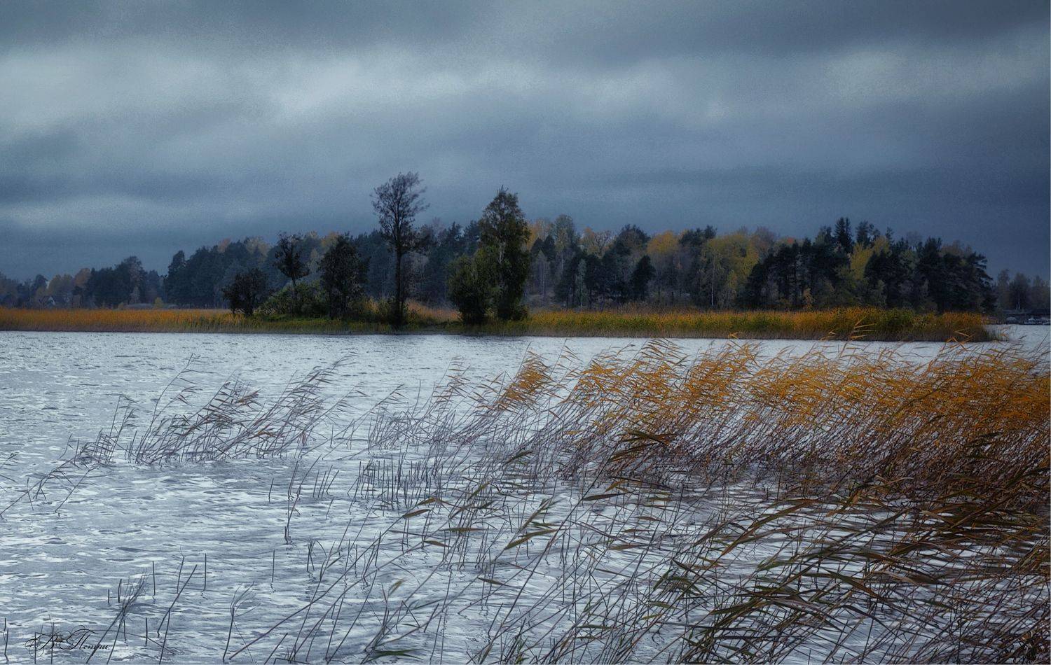 озеро камыш остров деревья, Вера Петри