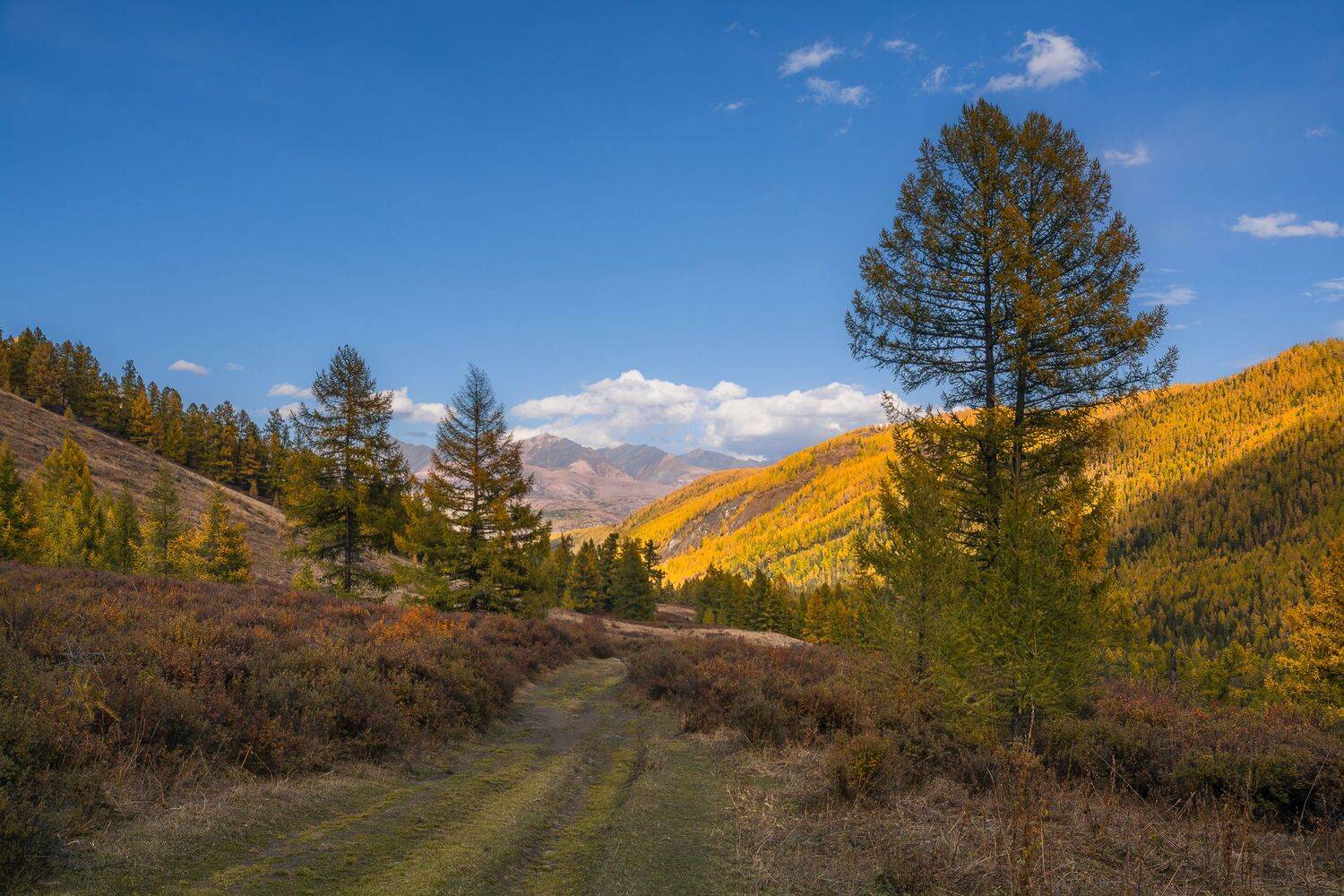 россия, горный алтай,осень, Андрей Поляков