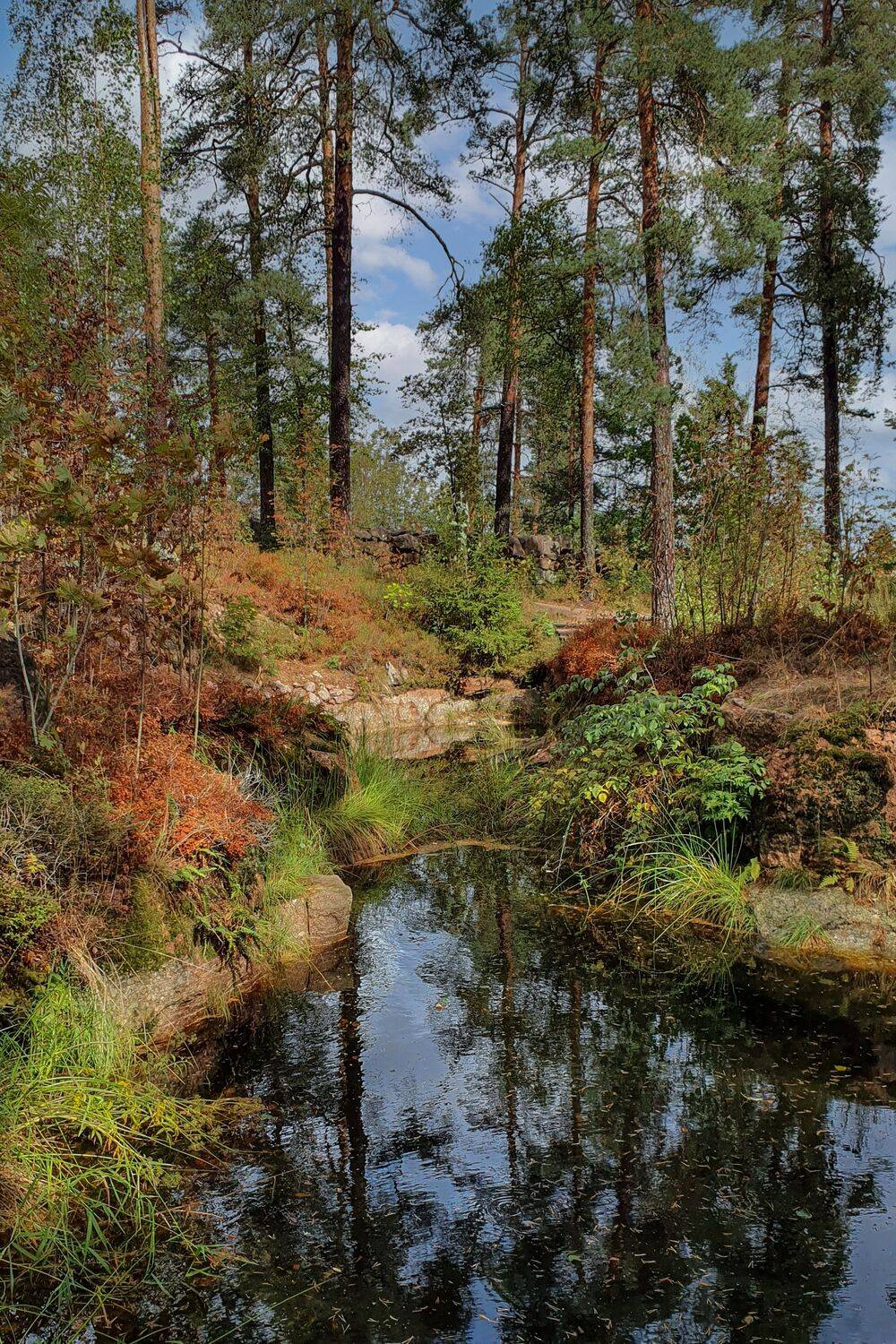 лес, парк, монрепо, вода, озеро, пруд, Глебов Сергей