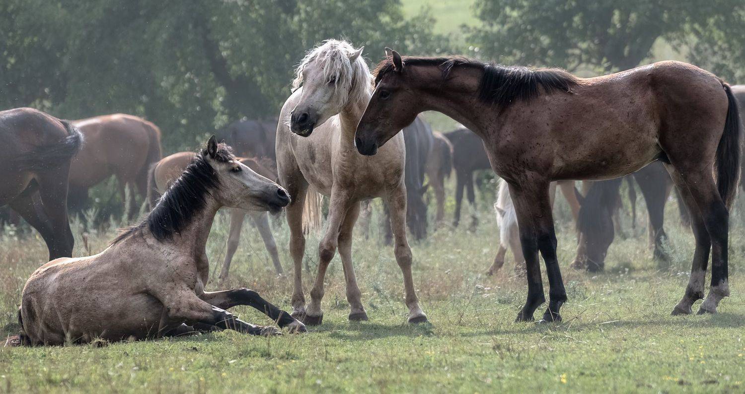 лошади, лето, выпас, Марина Фомина