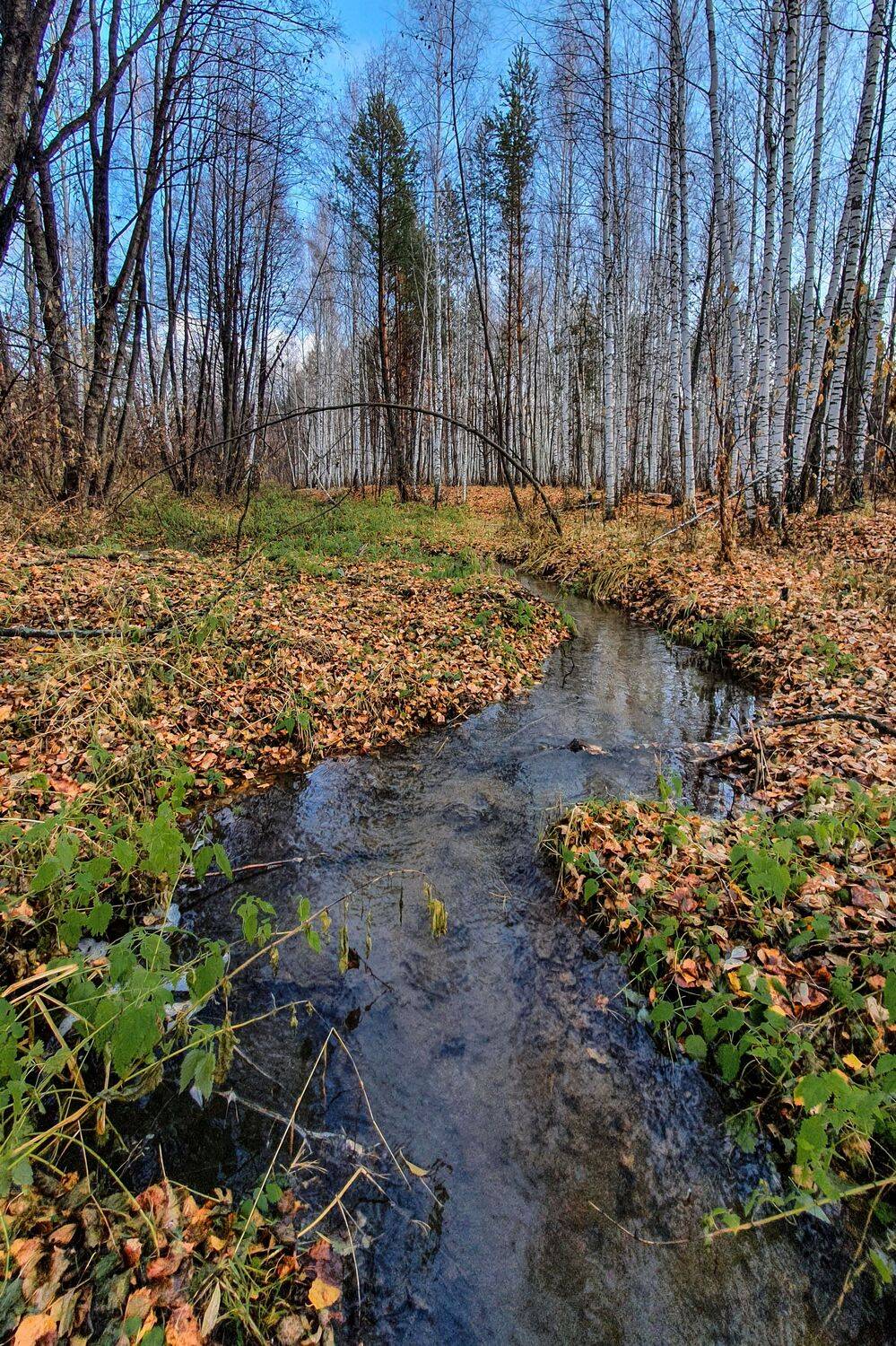 осень ручей пейзаж лес, Глебов Сергей
