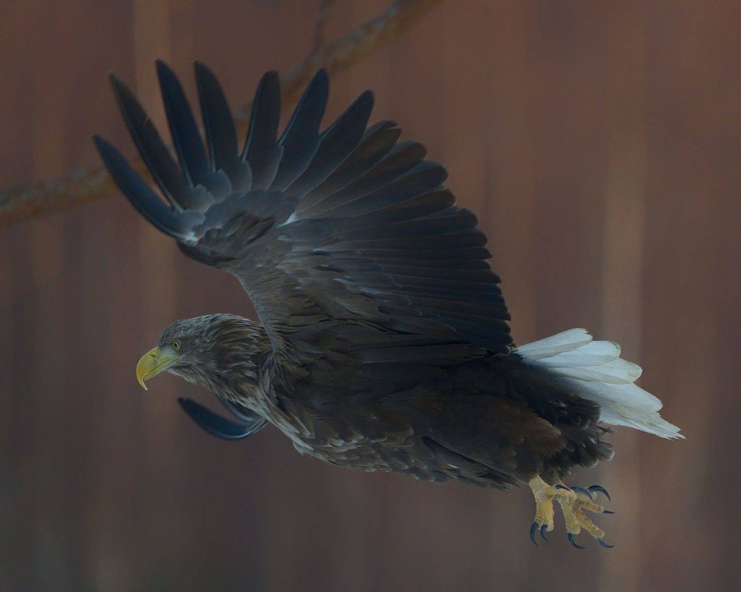 , Кабанов Дмитрий