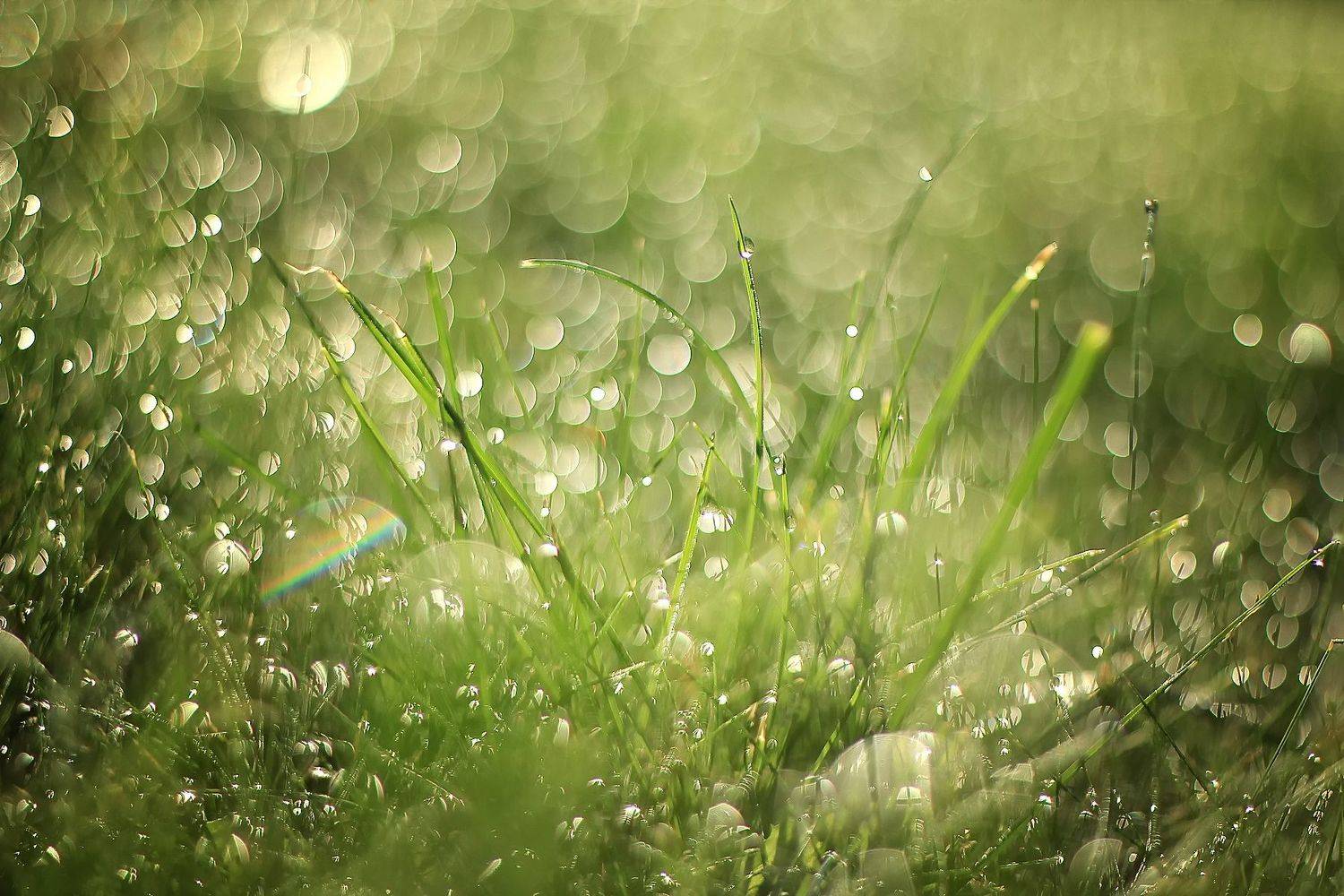 , Лайко Марина