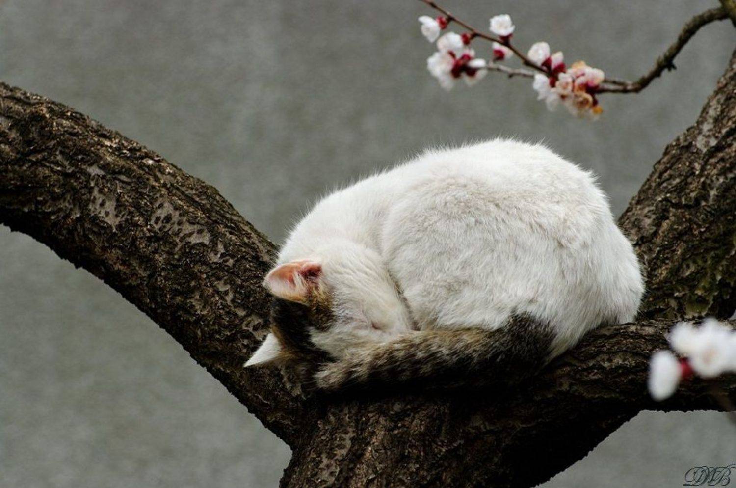 animal, cat, color, colors, color image, nap, nature, photography, sleep, sleeping, spring, springtime, tree,, Dr Didi Baev