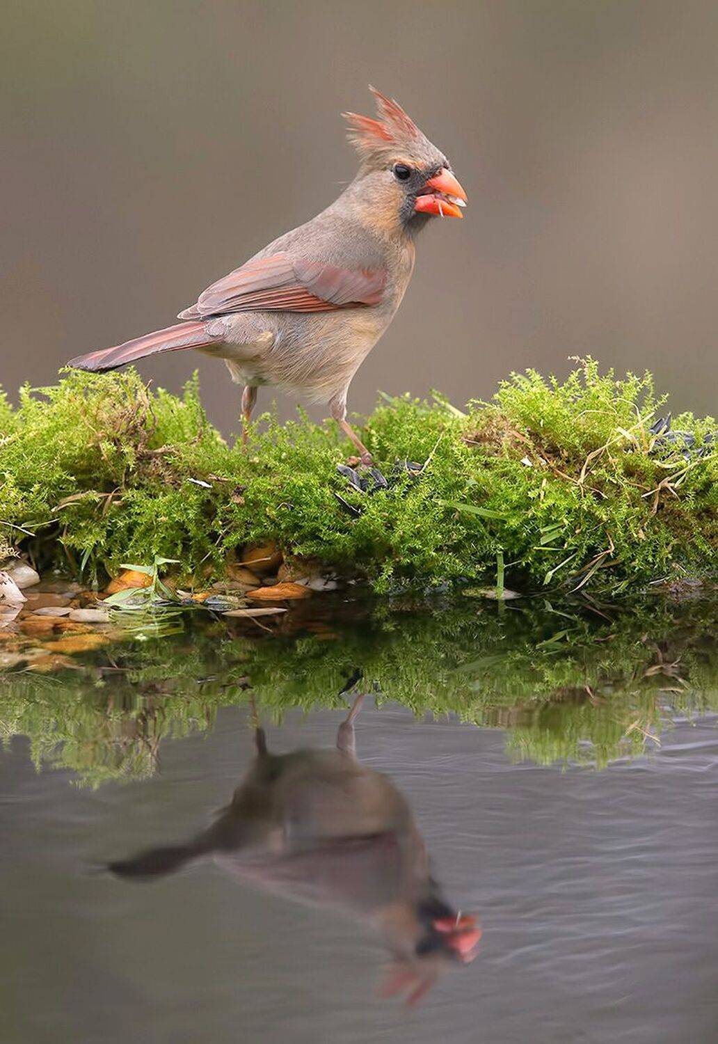 красный кардинал, northern cardinal, cardinal,кардинал, Etkind Elizabeth