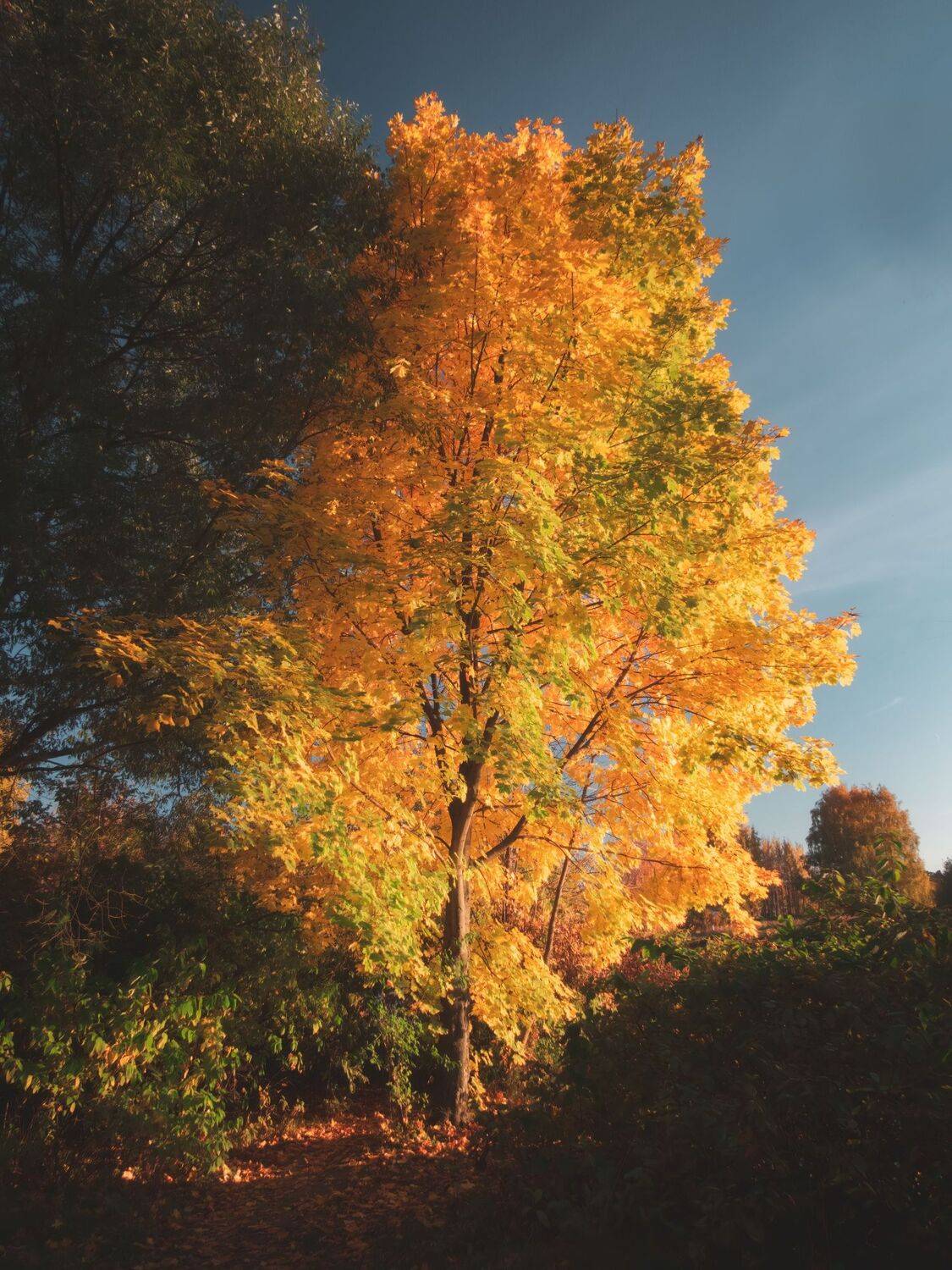 , Котов Андрей