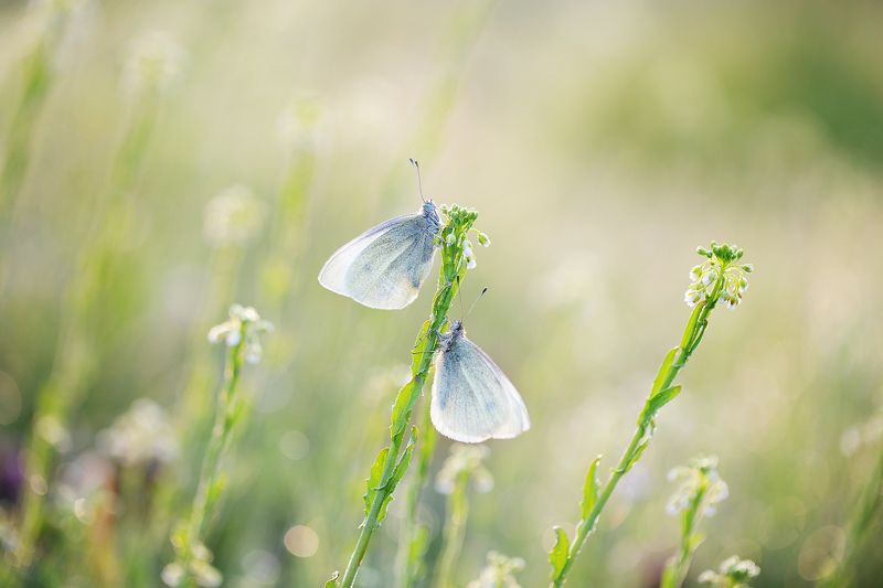 бабочки, утро, весна, Пробуждение фото превью