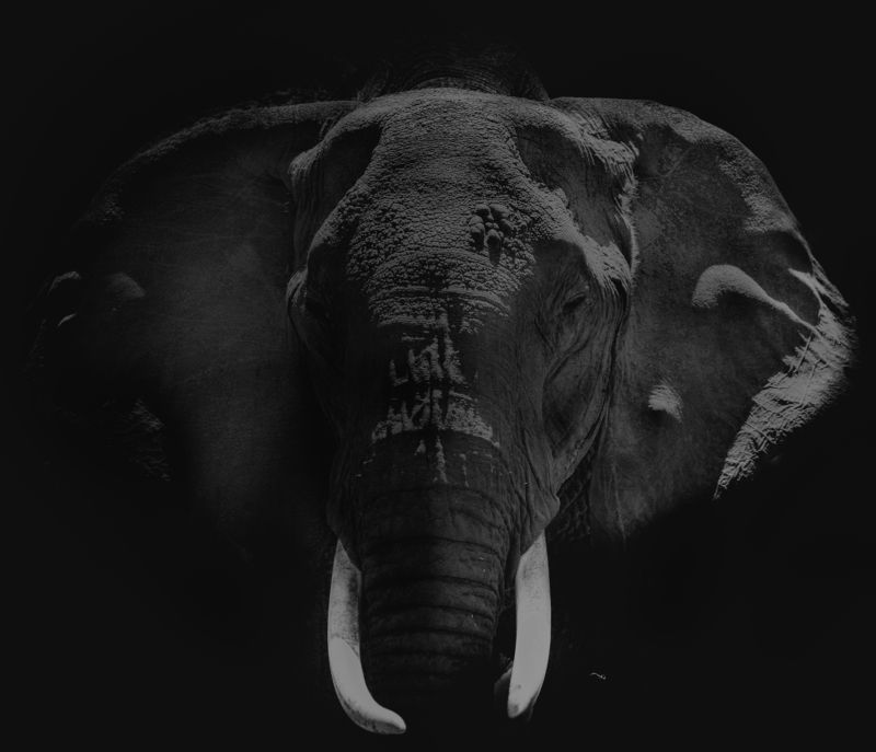 elephant, africa, safari, animal, mammals, black and white Portrait of an elephant фото превью