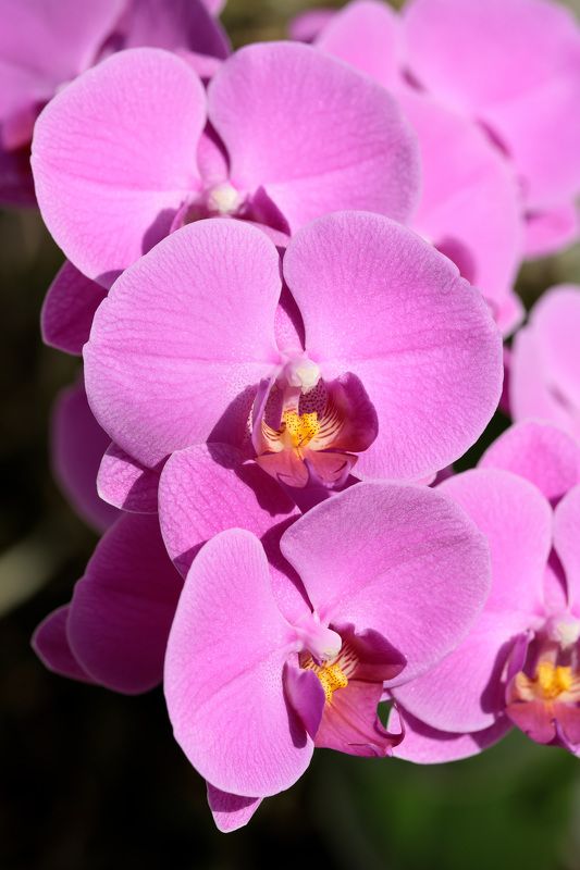 цветок, фаленопсис, орхидея Фаленопсис гибридный фото превью