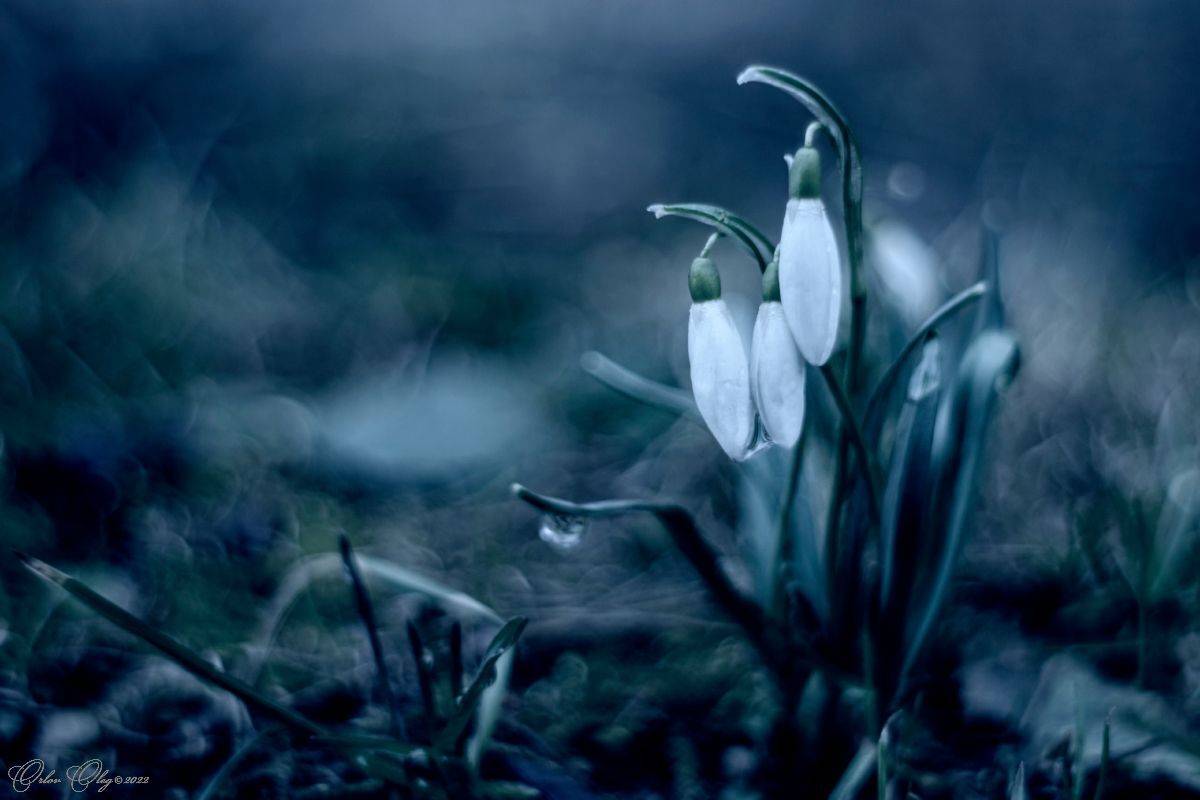 , Орлов Олег