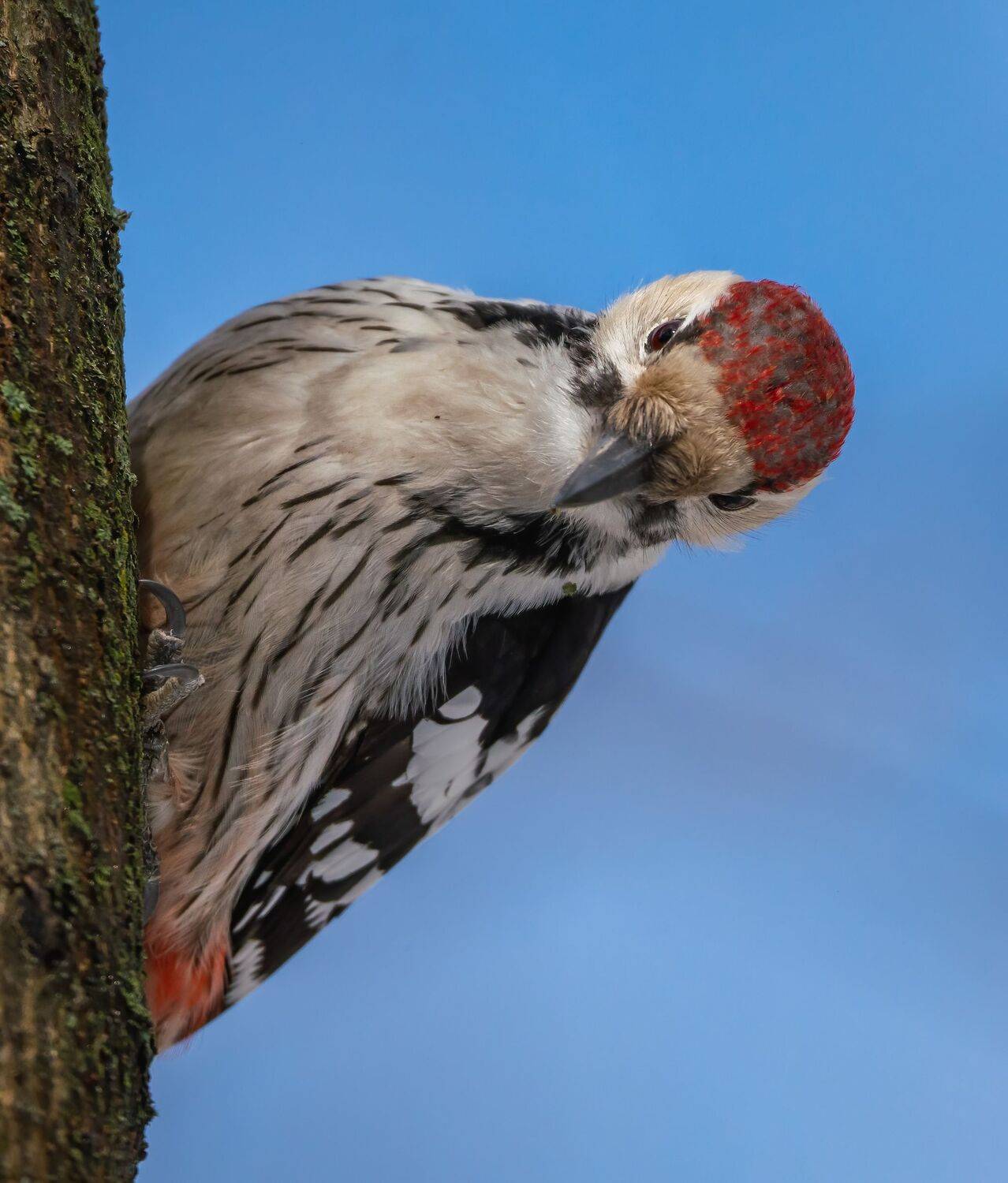 , Константин Дэм
