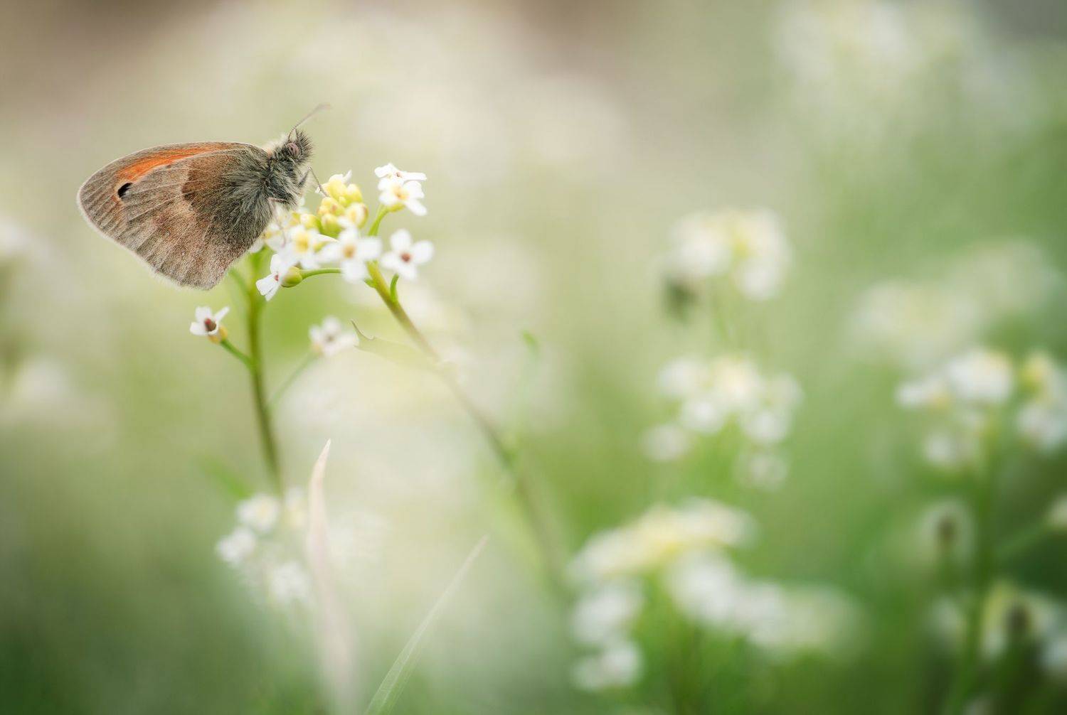 insect macro butterfly nature wildlife fineart art minimal, Panagiotis Dalagiorgos