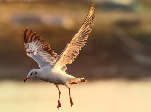 In Flight