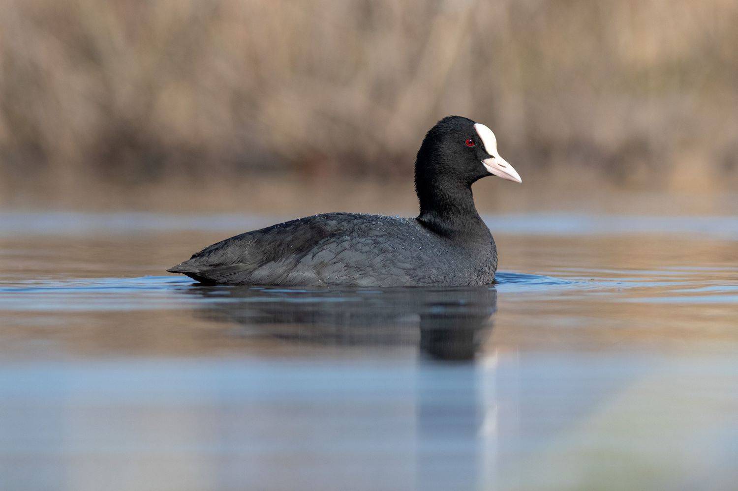 лысуха, птица, водоплавающие, birds, хотча, wildlife, Павел Краснослободцев