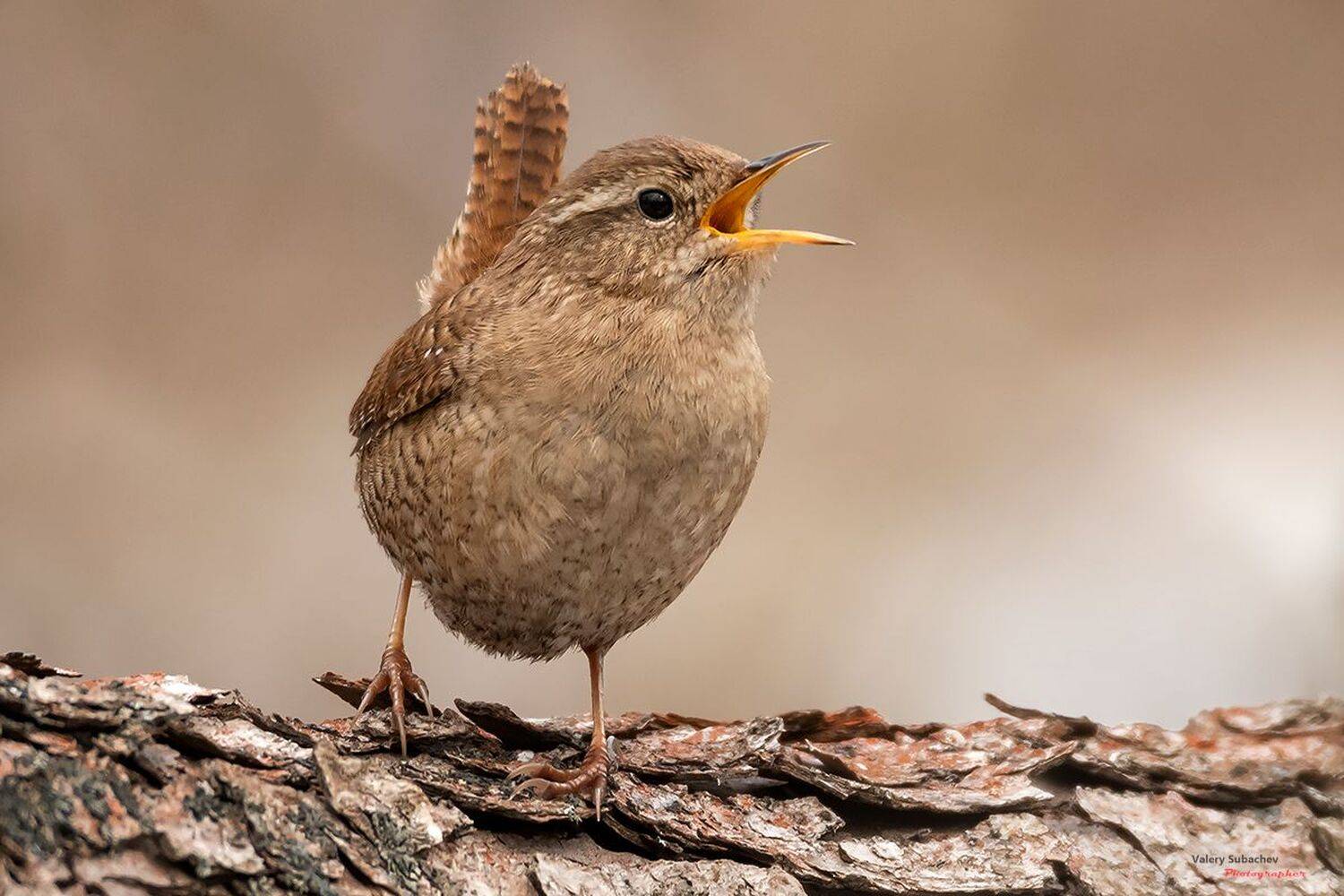 , Валерий Субачев