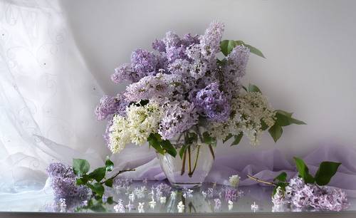 Сиреневые грёзы...