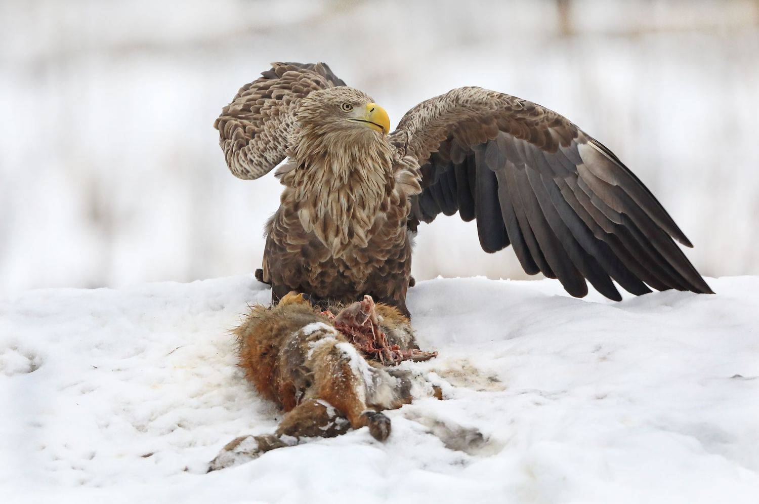 , Александр Гусар