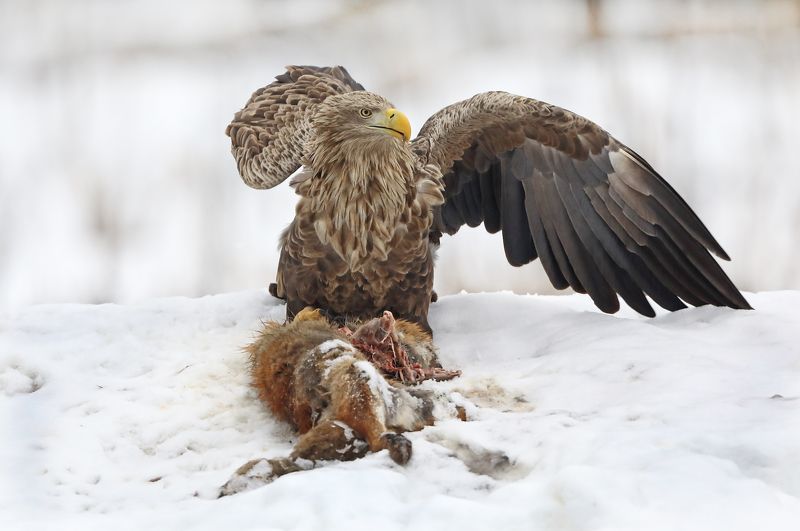 Орлан и жертва. фото превью