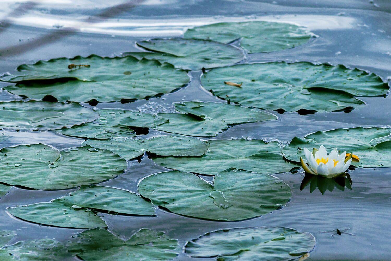 , Чепрасова Мария