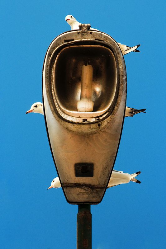 #street #streetphotography #birds #bird Friends фото превью