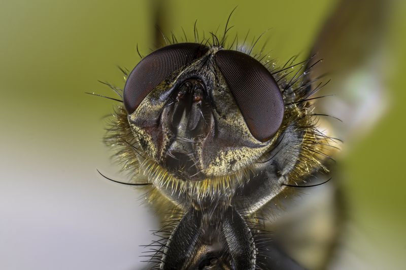 Fly фото превью