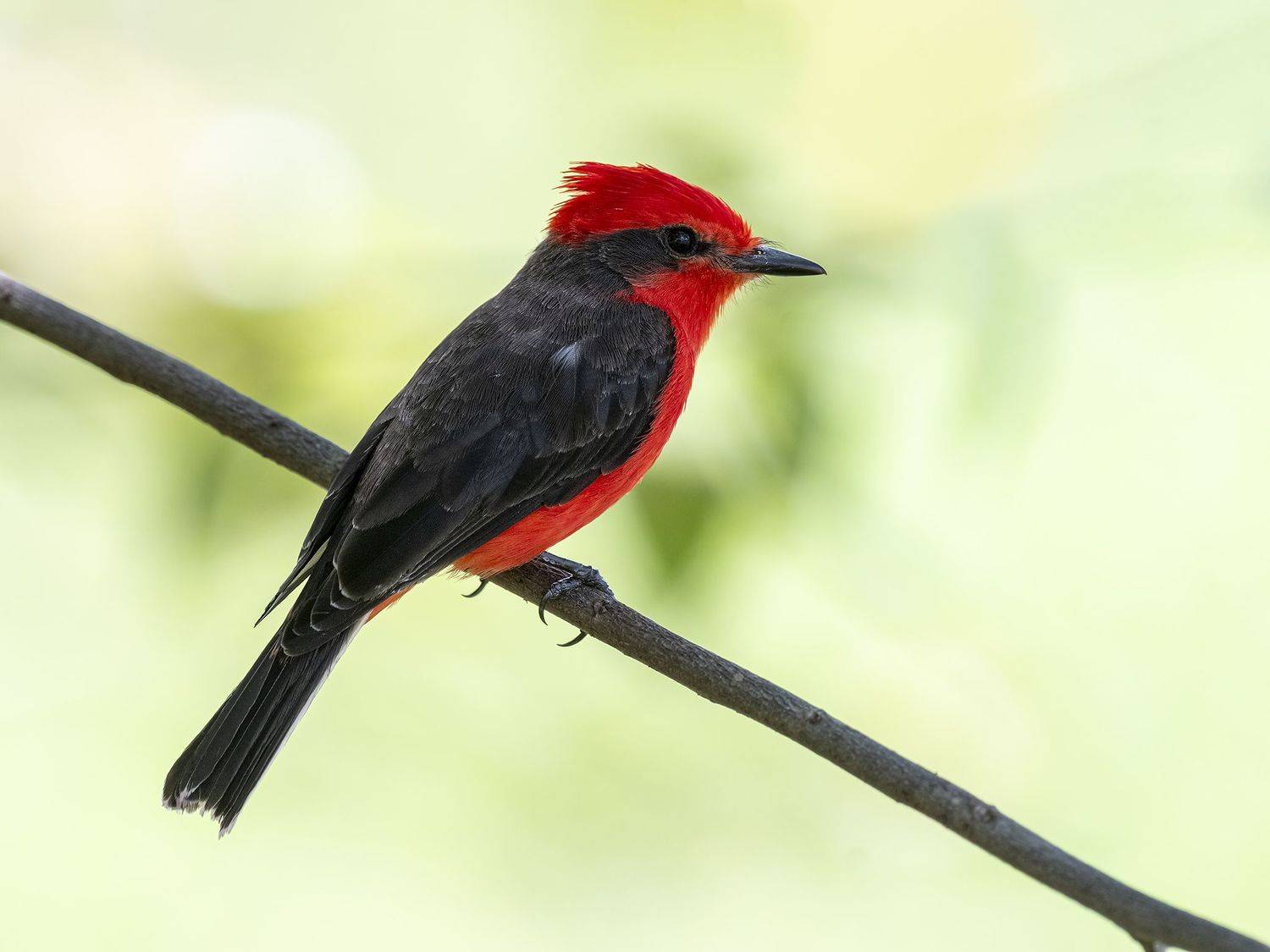 , Fernando Burgalin Sequeira