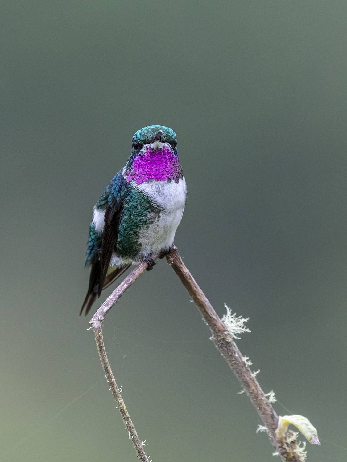 , Fernando Burgalin Sequeira