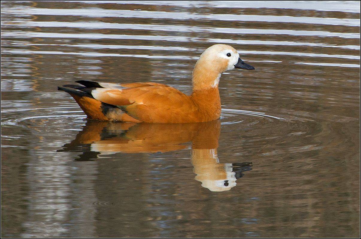 москва. парк, утка, АНАТОЛИЙ ДОВЫДЕНКО
