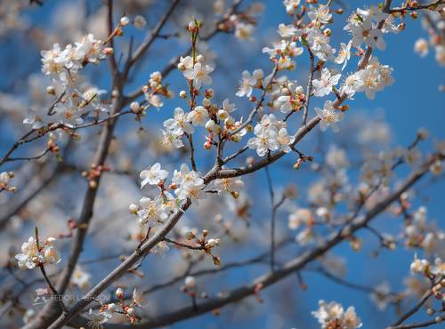 Весна на Ставрополье