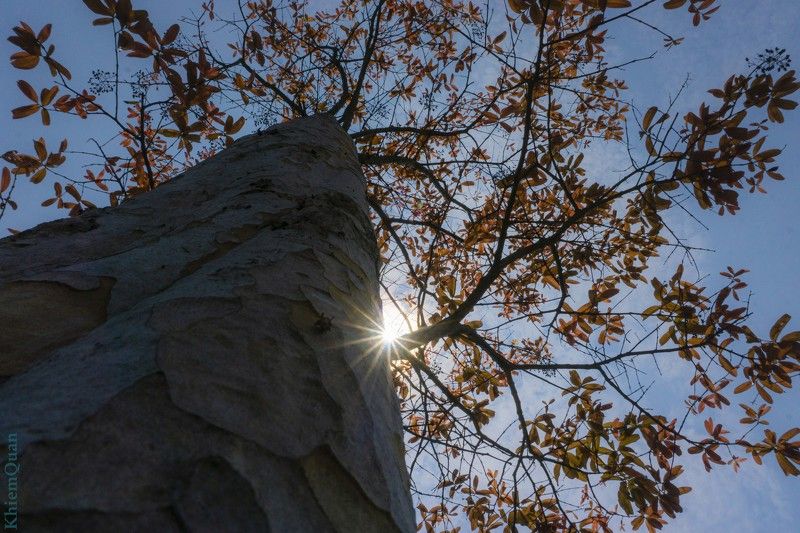 #light ray Autumn Color Iron фото превью