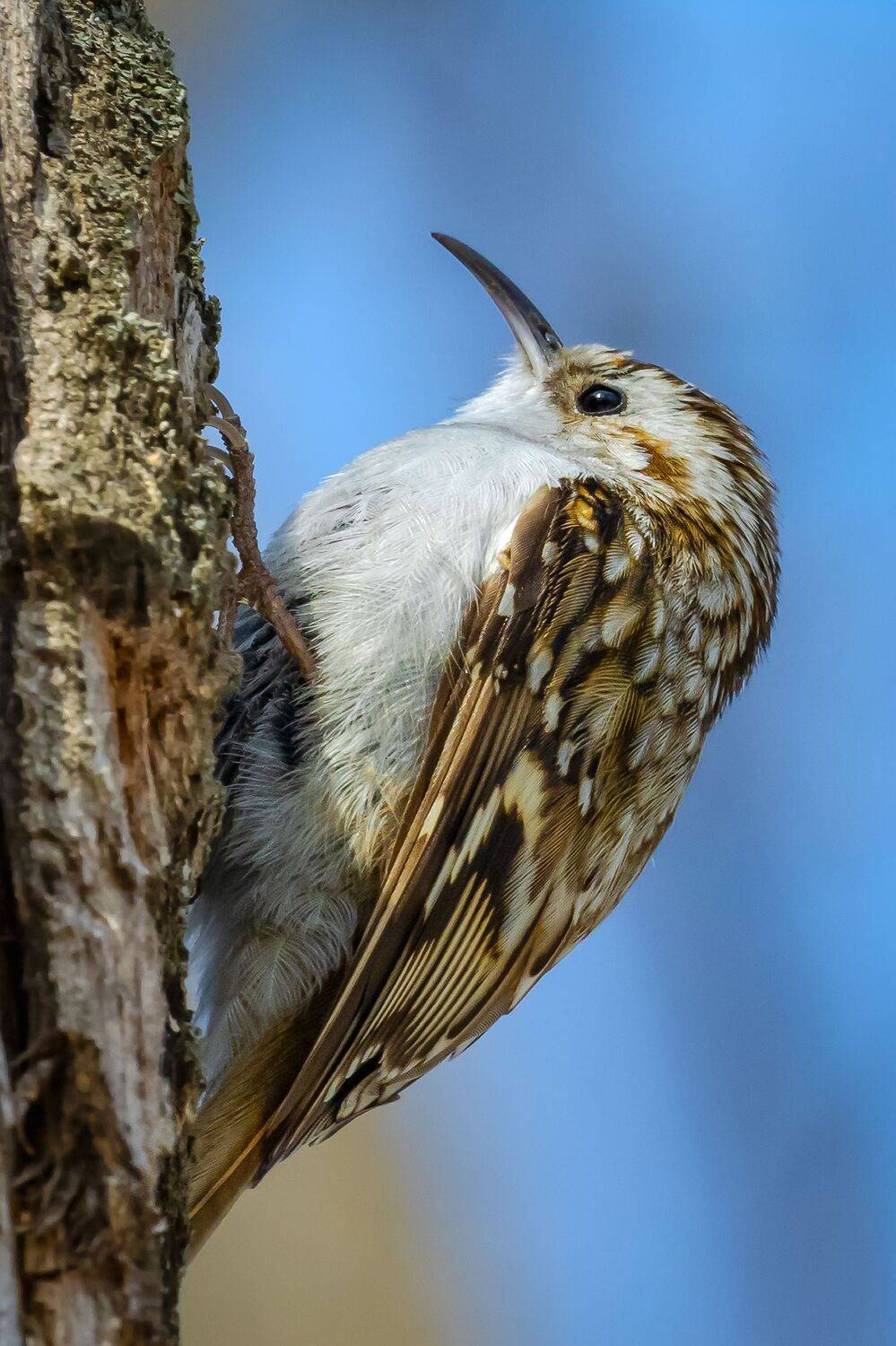птицы, пищуха, Глебов Сергей