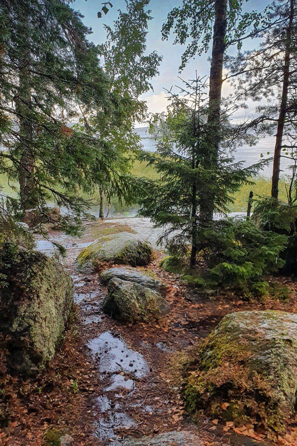 пейзаж, монрепо, сосны, Глебов Сергей