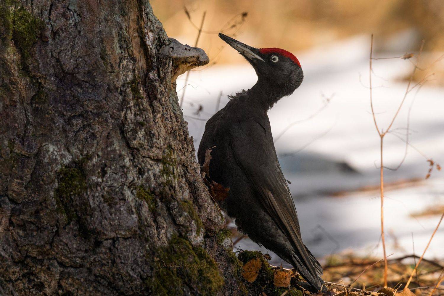 природа, лес, поля, огороды, животные, птицы, макро, Посевич Дмитрий