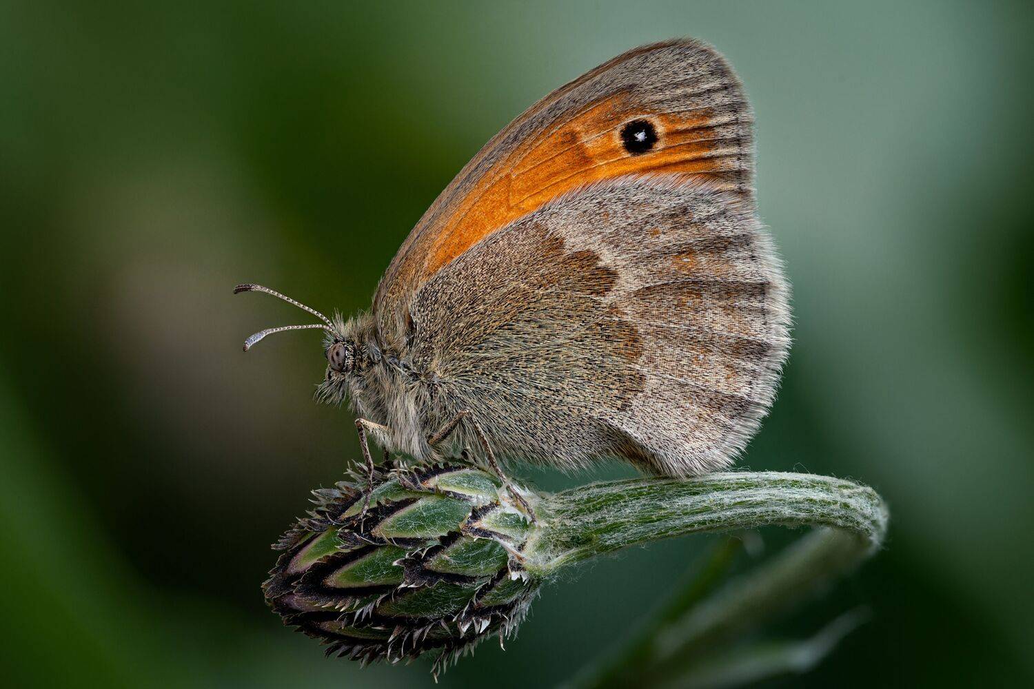 , Антон Финевич