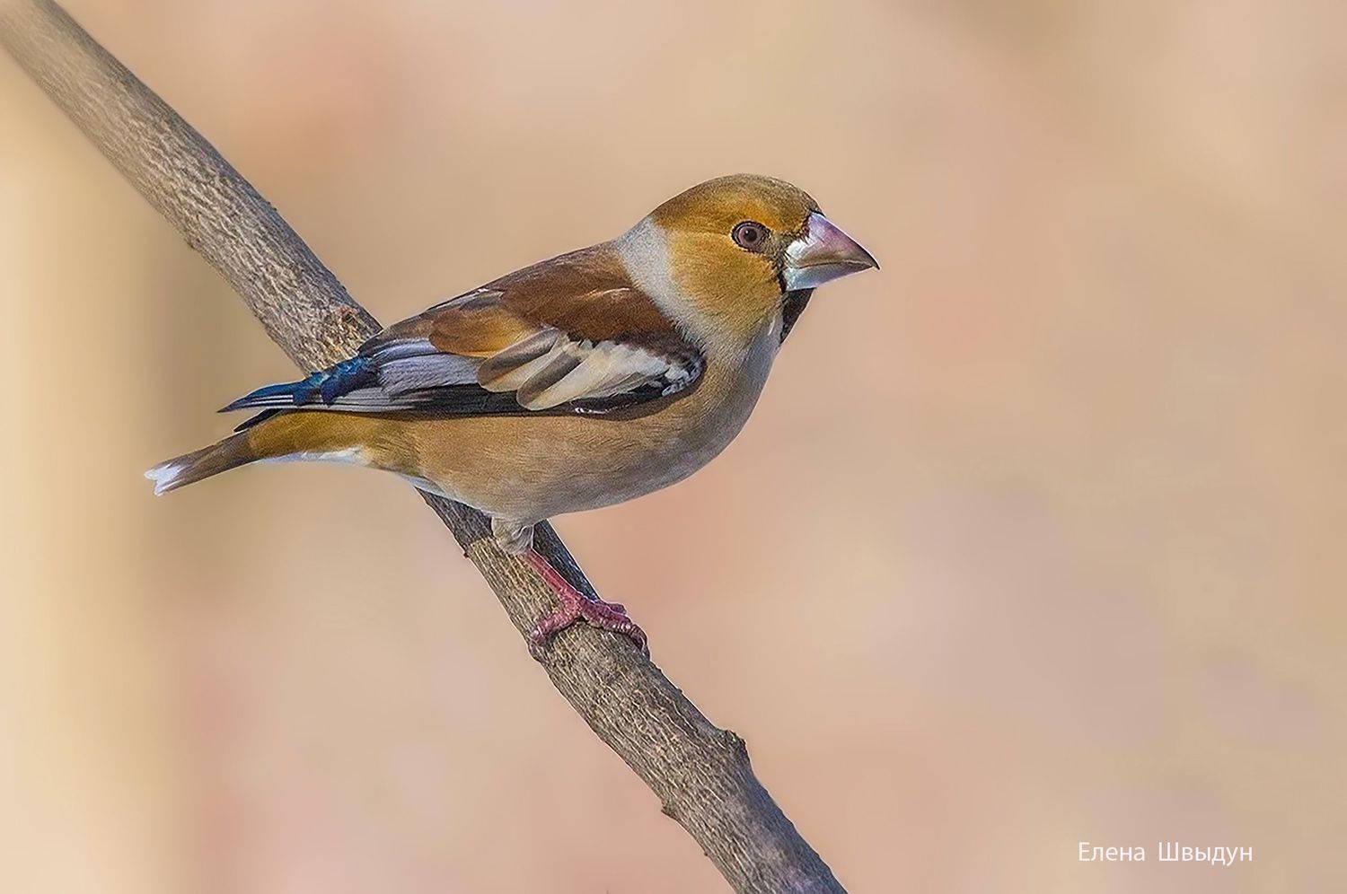 bird of prey, animal, birds, bird,  animal wildlife,  nature,  animals in the wild, дубонос, птицы, птица, Елена Швыдун