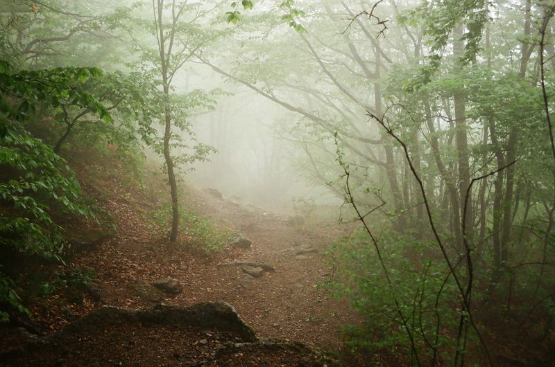 пленка 135мм, пейзаж, природа, крым, демерджи, film, landscape, nature, 135mm, film 135mm Demerdzhi Plateau фото превью