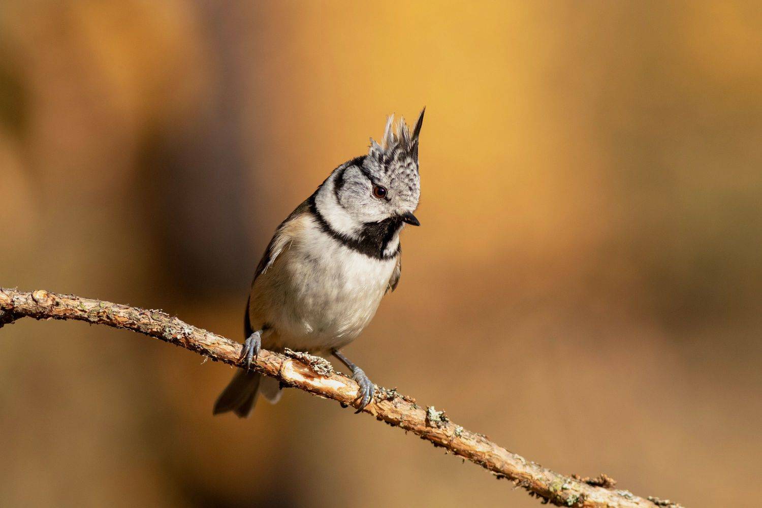 фотоохота, синица, московская область, птица, гренадёрка, хохлатая синица, wildlife, nature, birds, Павел Краснослободцев