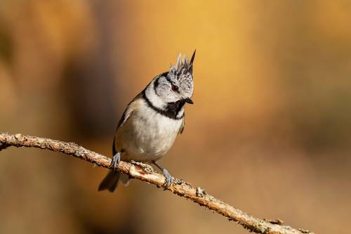 Гренадерка