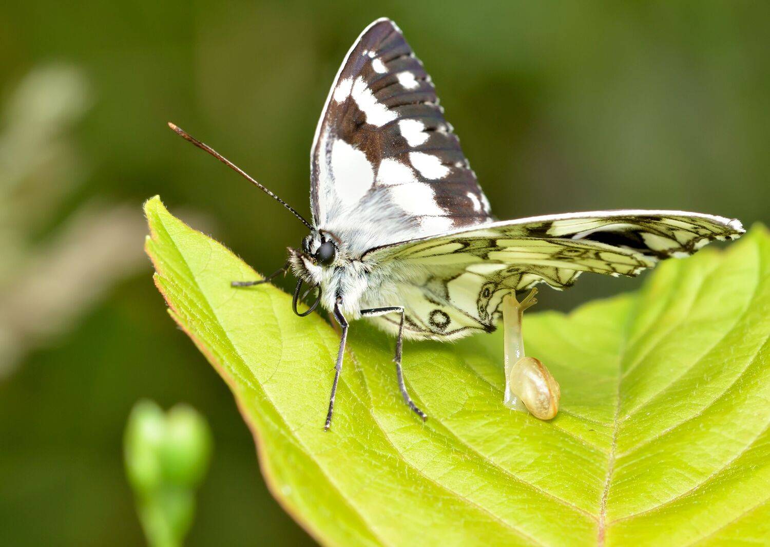 пёстроглазка галатея, melanargia galathea, сатиры, satyridae, бабочка, улитка, Павел Черенков