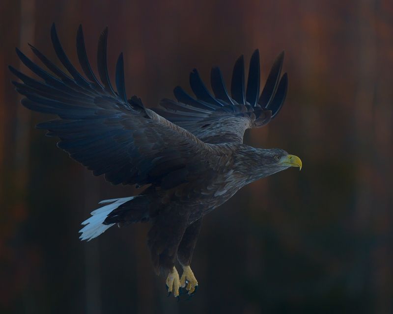 Орлан фото превью