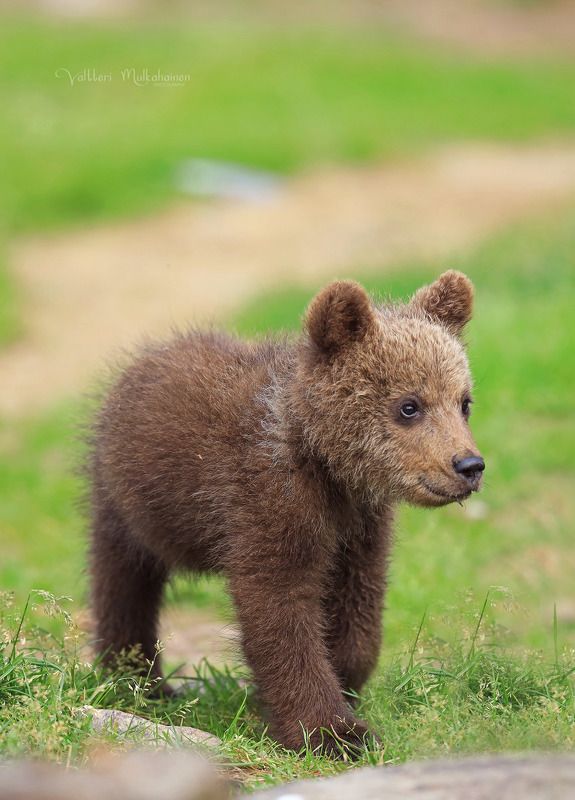 В ожидании друзей ... фото превью